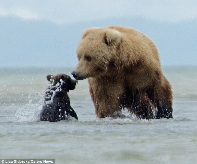 ��������˹�ӵĿ��������ҹ�԰�ܱ�������ţ�а����赱ţ��