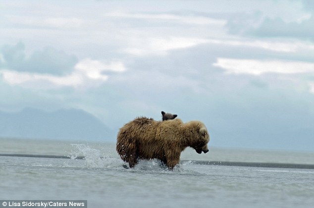 ��������˹�ӵĿ��������ҹ�԰�ܱ�������ţ�а����赱ţ��