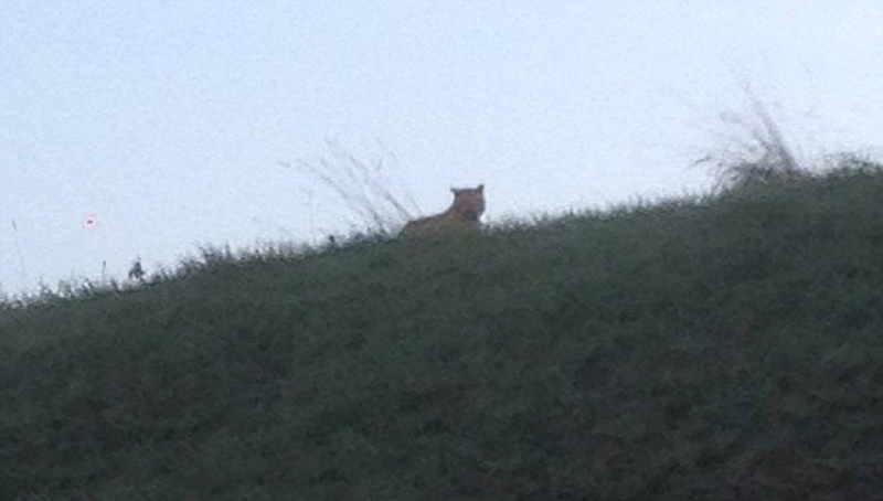 ���������������һֻ�ϻ�