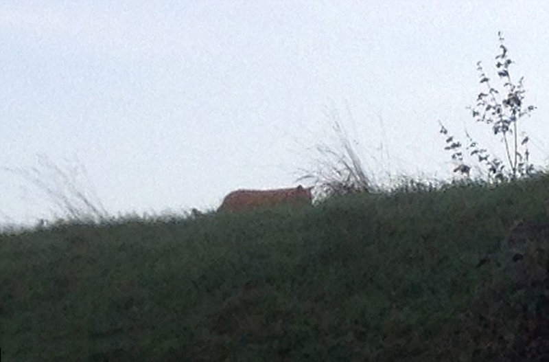 ���������������һֻ�ϻ�