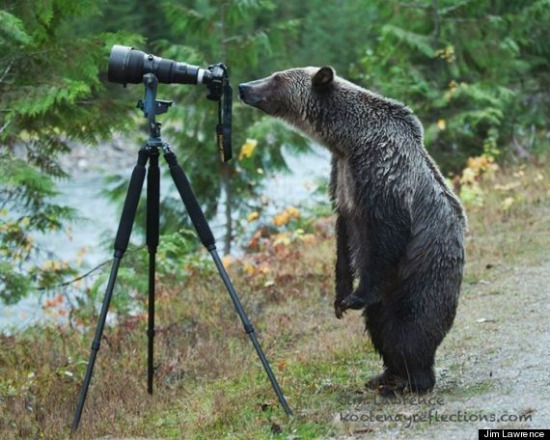 一头大灰熊看到路边的相机产生浓厚兴趣