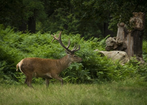 其中一只鹿看似心急地找意中人的踪影。