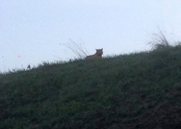 ��������ǰ���㵽����һֻ�ϻ��ڸ����ǻ���