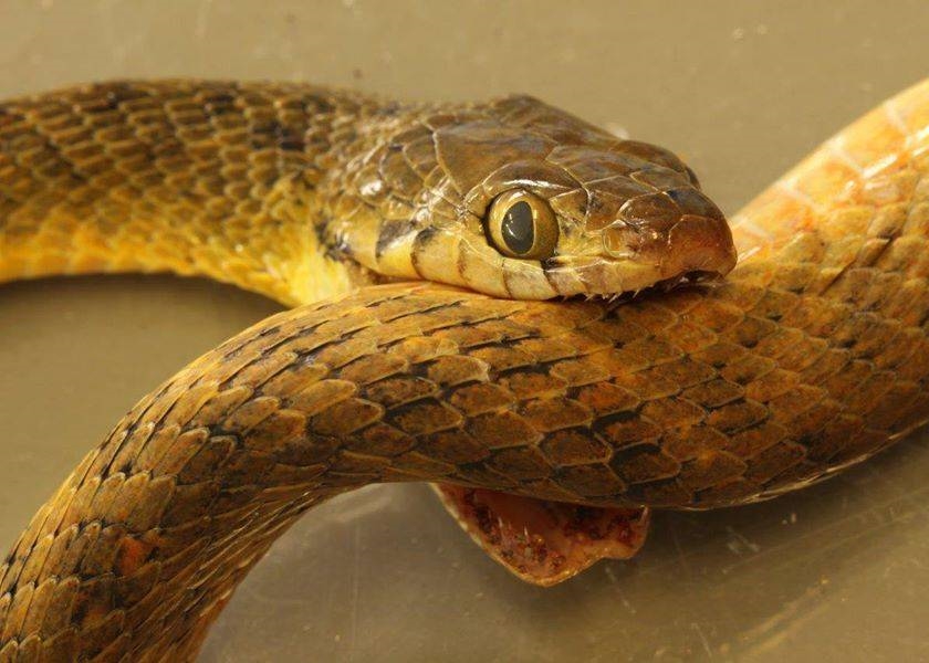 澳洲棕树蛇疑自杀 被自己的毒液“毒死”