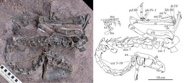 最新发现的禄丰盘古盗龙(Panguraptor lufengensis)
