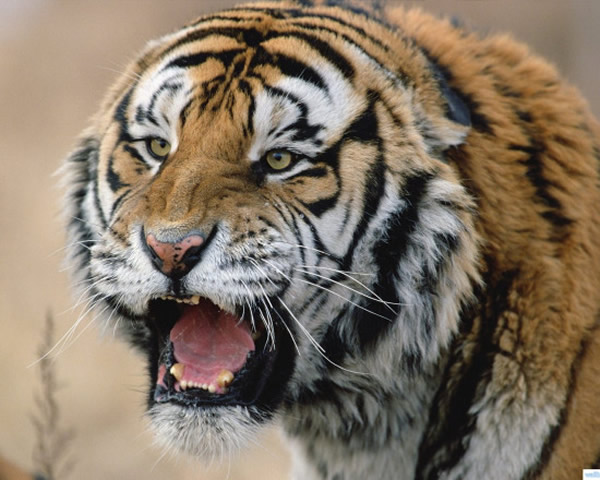 ӡ�������ϻ�Ϯ��һŮ��������������