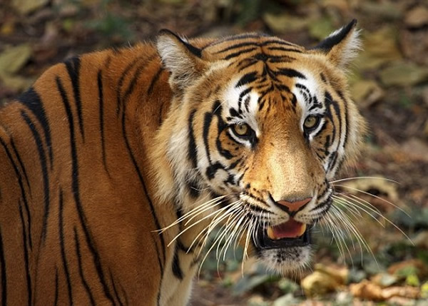 ���������ϻ���Ʒ�����ϼ�����(ͼ)��