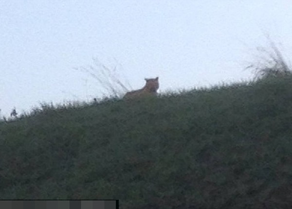 当地民众拍得疑为老虎的身影,后证实为虚惊一场。