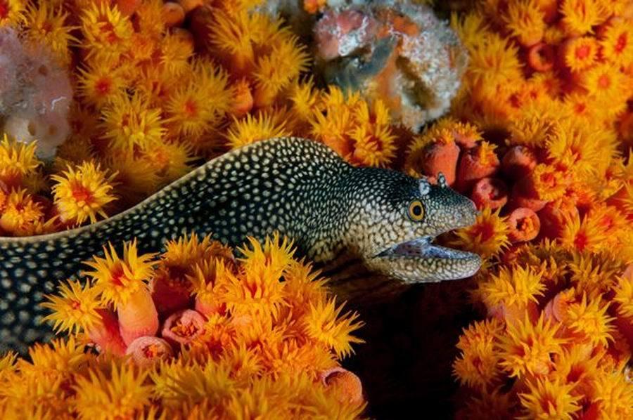 本周,加蓬新增一个海洋保护区,该海域面积为46000平方公里,这里生活着20多种鲨鱼和鳐鱼,其中包括濒危灭绝的大型锤头鲨、蝠鲼、鲸鲨和虎鲨。如图所示,这是一条鳗