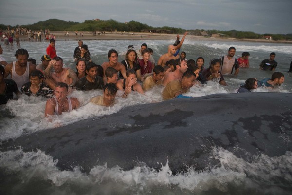 不忍眼睁睁看着它死!50多人同心协力想把搁浅鲸鱼送回家。