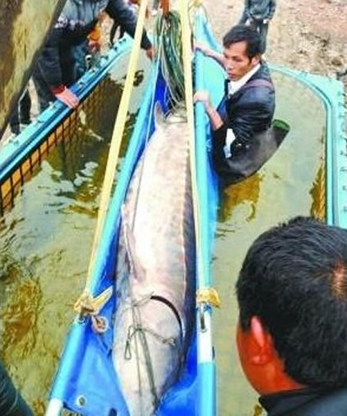 �人������3.3���л��� ���Żس���