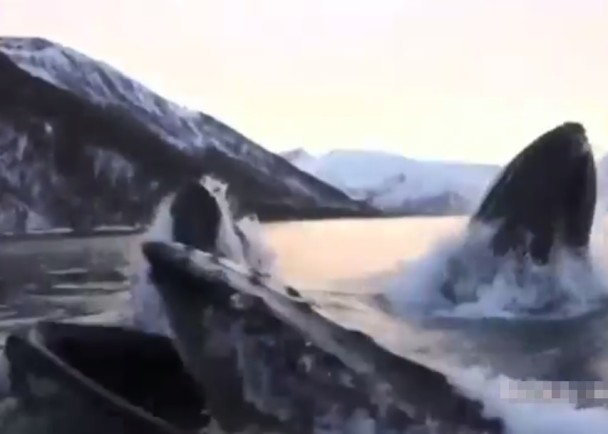 座头鲸群突然浮出水面张口呼吸,近到渔夫几乎可以伸手触及。