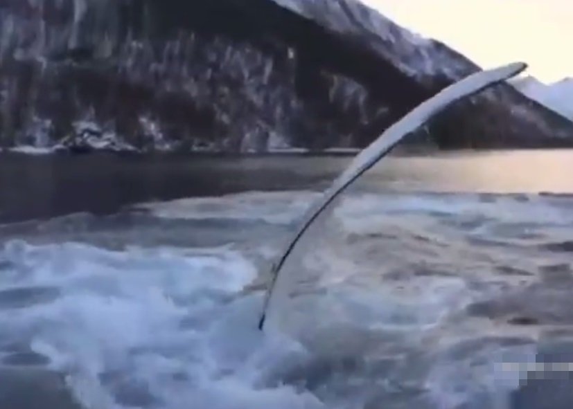 其中一条座头鲸伸出巨鳍拍打水面。