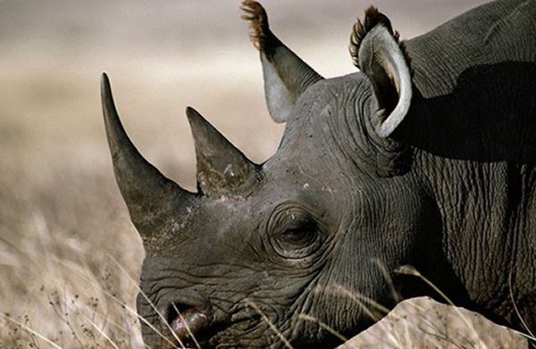 纳米比亚政府通过拍卖猎杀黑犀牛许可证来筹集犀牛保育资金引发外界批评与讨论