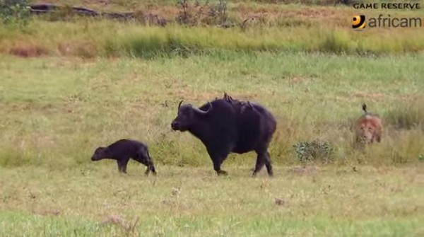 水牛母子完全没注意到背后的公狮。