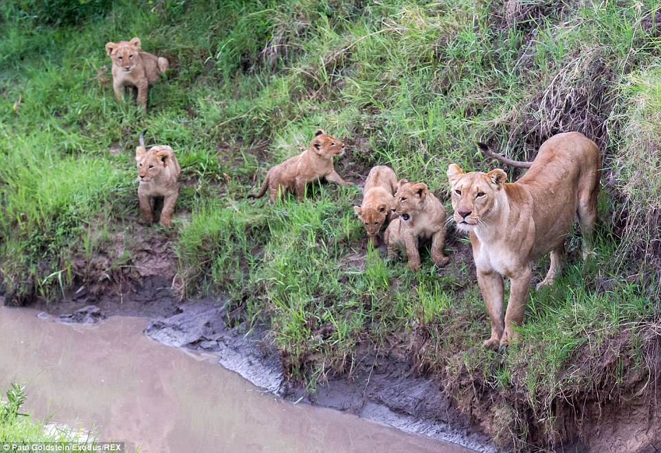 5只小狮子在母亲谆谆善诱之下克服挑战