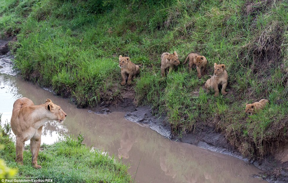 5只小狮子在母亲谆谆善诱之下克服挑战