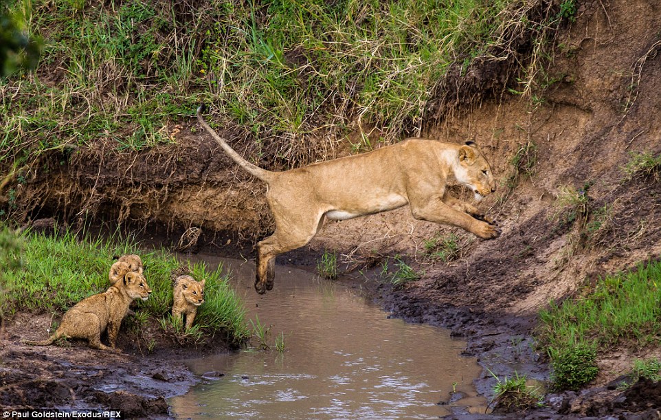 5只小狮子在母亲谆谆善诱之下克服挑战