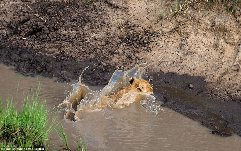 5只小狮子在母亲谆谆善诱之下克服挑战
