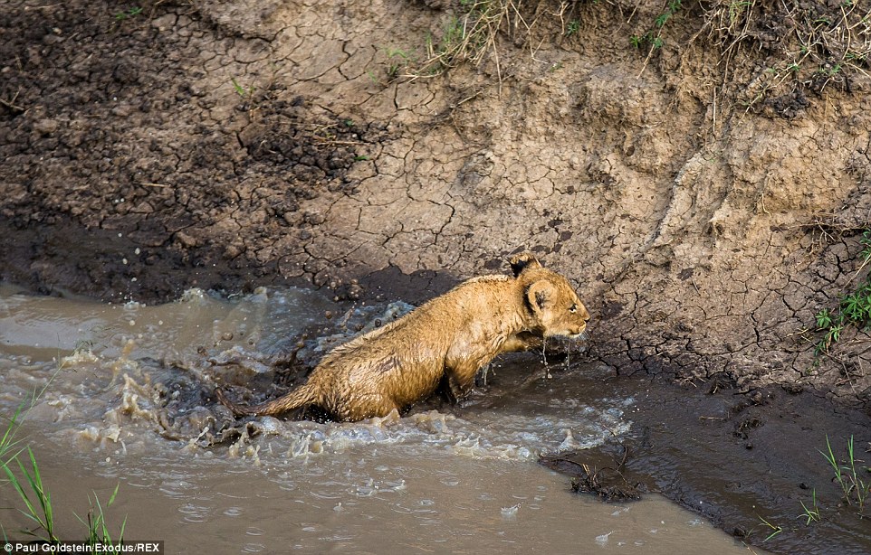 5只小狮子在母亲谆谆善诱之下克服挑战