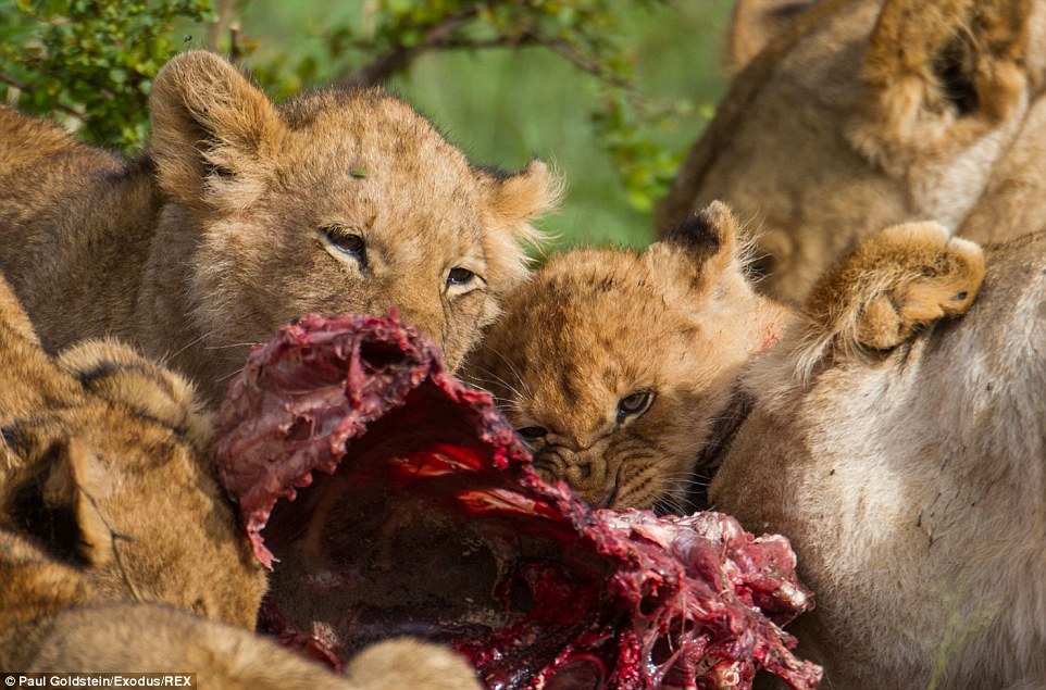 5只小狮子在母亲谆谆善诱之下克服挑战