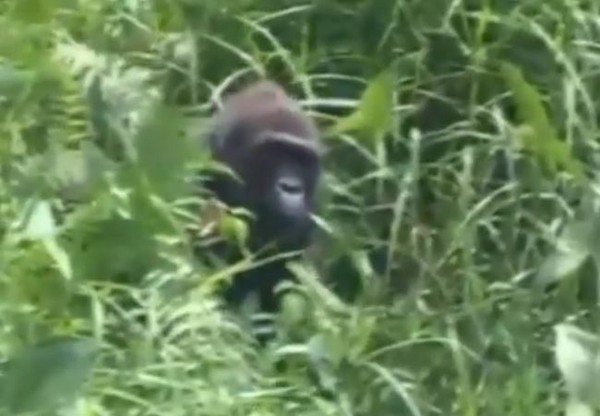 �������ڰ����ƺ�������Ϥ��Ӱ��