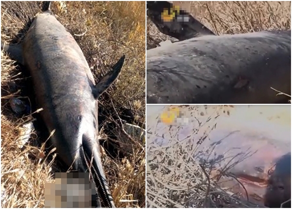 ����ʬ�����ϲ������˺�