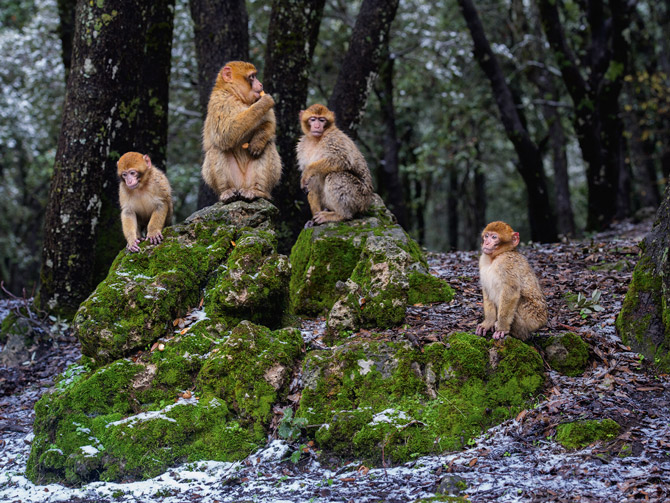 һֻ����⨺�ͺ�Ⱥ�����������⨺���һ����Ϸ����ЪƬ�̡����õ��ġ�⨺��������ԣ����ӡ��ݡ���Ҷ�������������Ʒ۳��������Ҳ����ڡ�