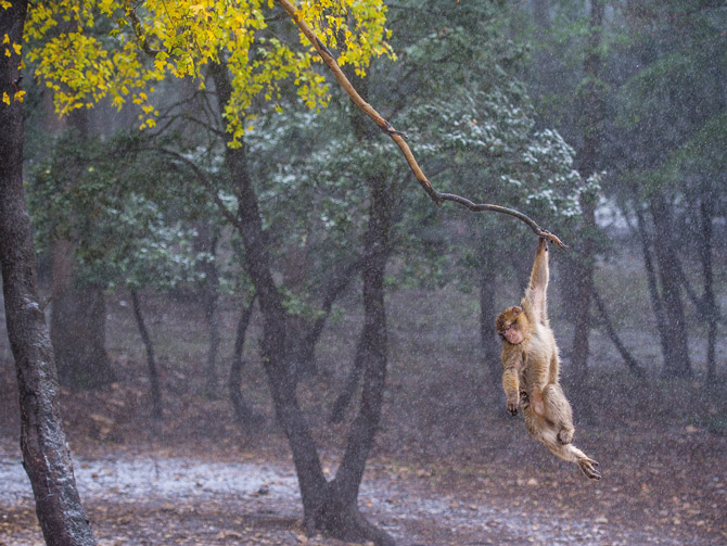 һ�÷���������ֻ�����⨺���������ǧ���Ƿ���ľ����Щ��Σ⨺�������ɭ�ֱ�����в�����ȷ���Ҳ���������ṩ⨺�ḻʳ����Դ�Ĺ�ľ�ԡ�