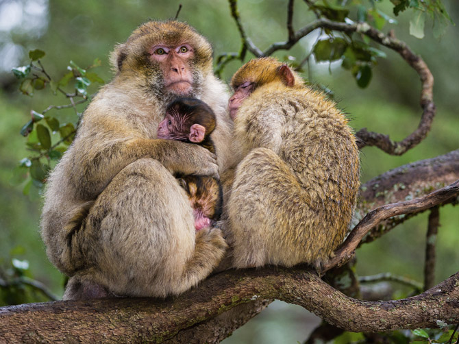 һֻ�׺���ĸ�׺͸��������һ�𡣾��ܷ��ɽ�ֹ��������⨺�����߻��ǻᲶ׽�׺�����ŷ�ޣ�����С��Ҳ�����г�չʾ��Щ�׺�������ο������Կ�����⨺��Ӱ�Ļ��ᡣ