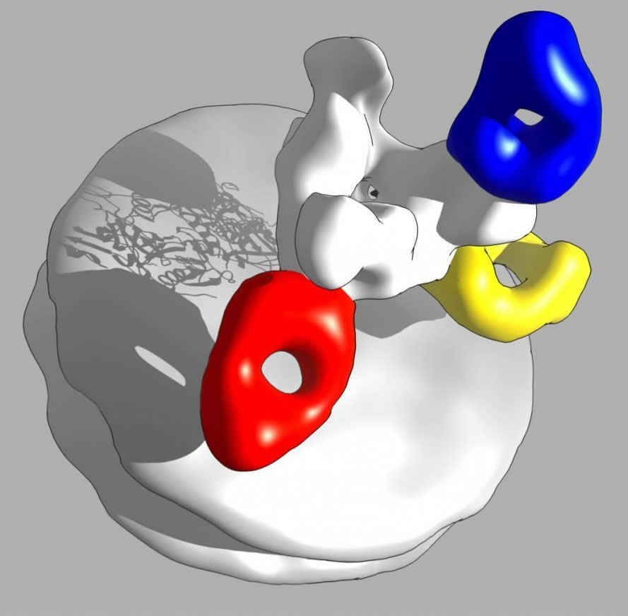 测绘埃博拉病毒的脆弱性