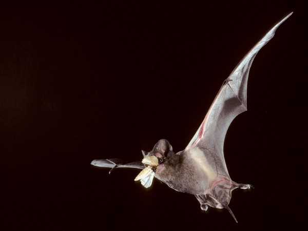 �������Ӧ������������Ⱦ