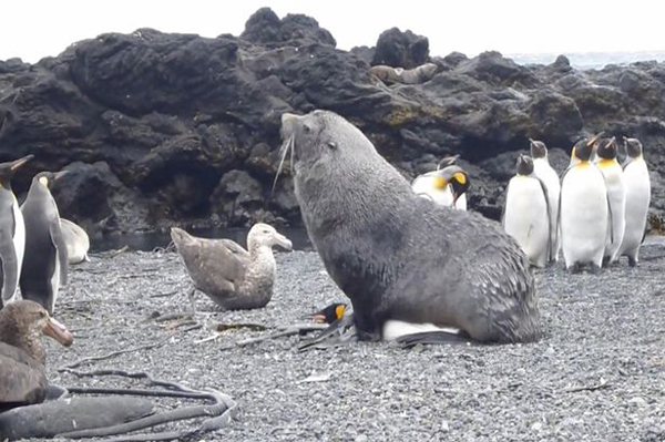 科学家表示，雄性海豹性侵企鹅或已成为一种趋势。
