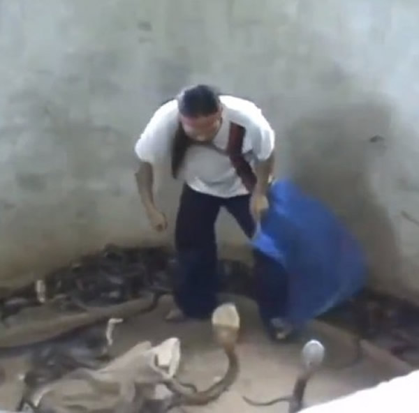 国外男子勇打眼镜蛇巴掌