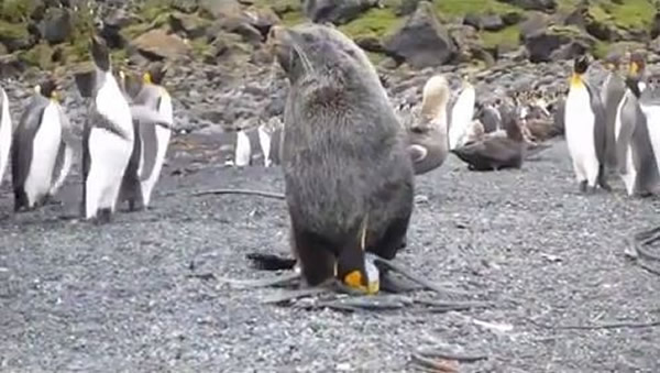 海狗性侵企鹅,还有不少企鹅围观。