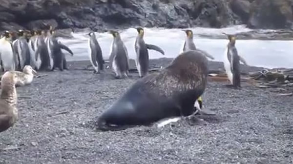 海狗仗着自己力气大压住企鹅。