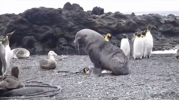 可怜的企鹅惨遭蹂躏。