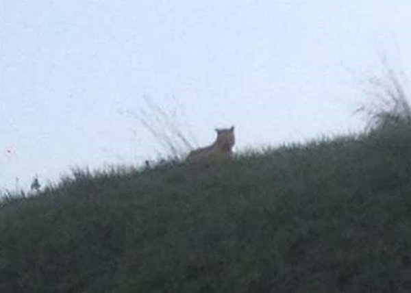 �������ϻ���û ��ֻ֤��һֻè