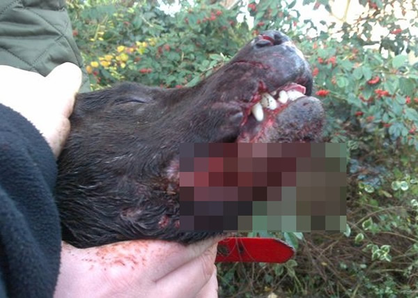 �й�ֻ����򶷺��������ˡ�