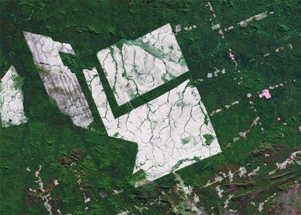 森林 砍伐/从空中拍摄的图片可见，亚马逊森林有大批树木被砍伐。