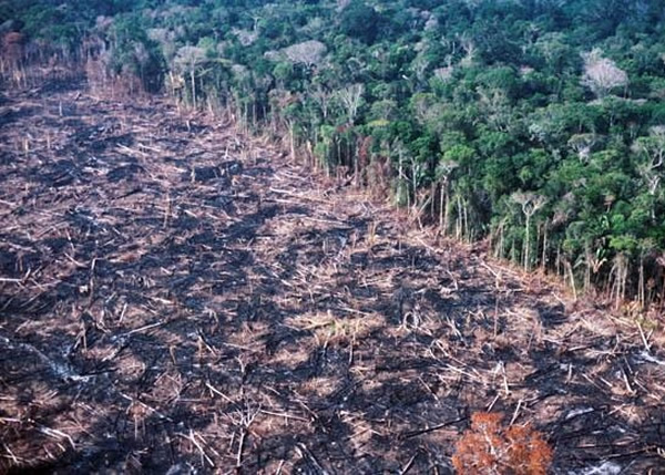 亚马逊森林被砍伐情况极严重。