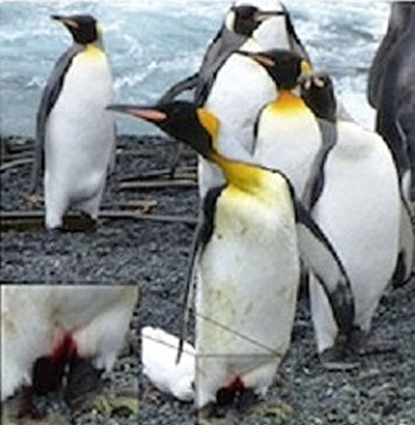 ����������ֺ�������Ѫ��