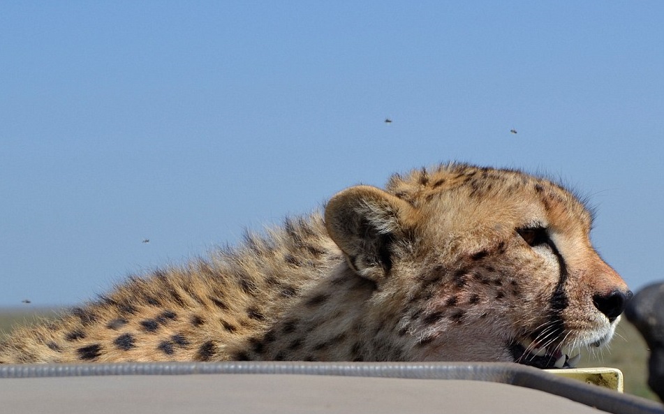 猎豹突然踏上车顶,更由天窗向下望,探索车内环境。