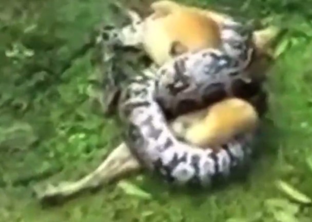 ��ϑ��������һֻ����