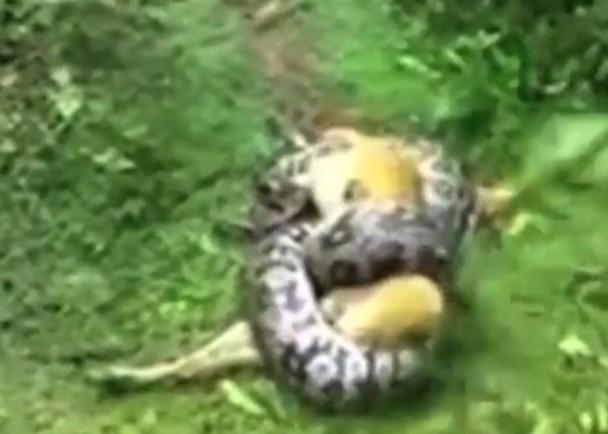 ���������֦��ͼ��Ȱ�Ȯ��