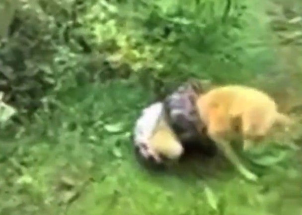 ��ϑ�����ɰ󣬹��������ӳ����졣