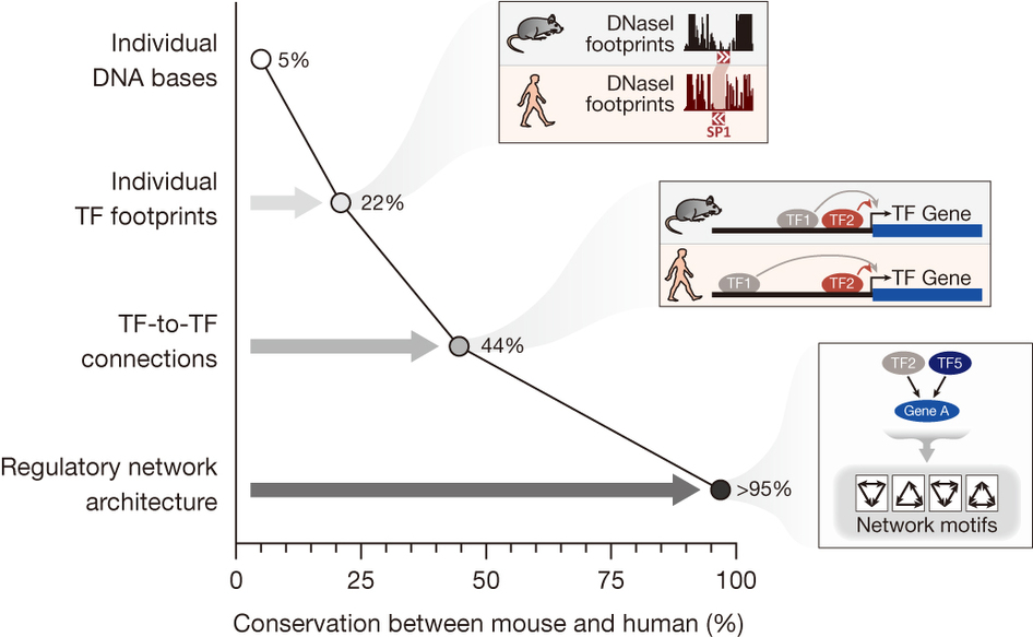 С�������������ȽϽ���DNA�ݻ�