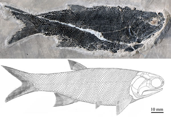 ���ɭ������Pteronisculus nielseni�����ͱ걾(IVPP V20000)�͸�ԭͼ�����Թ�ͼ��