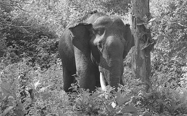 �Ƿ����Դ�����вɭ��