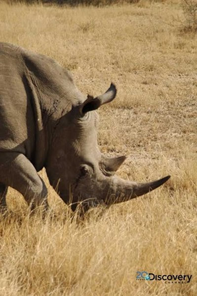 ���������ɱ�£�������Ŀǰֻʣ600ֻ��Ϭţ